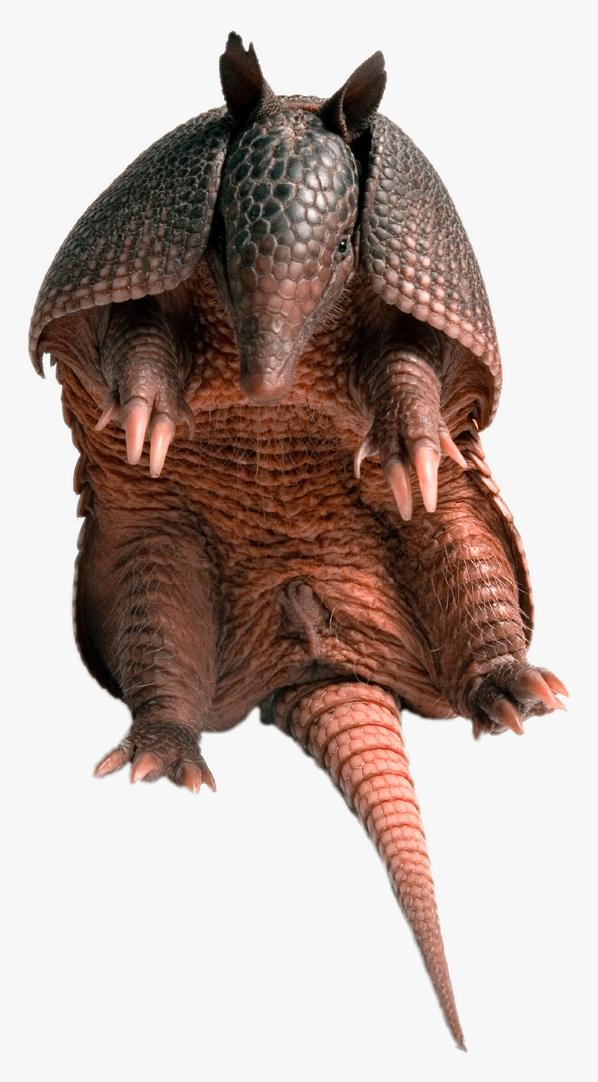 Armadillo Sitting - Armadillo Transparent, HD Png Download, Free Download