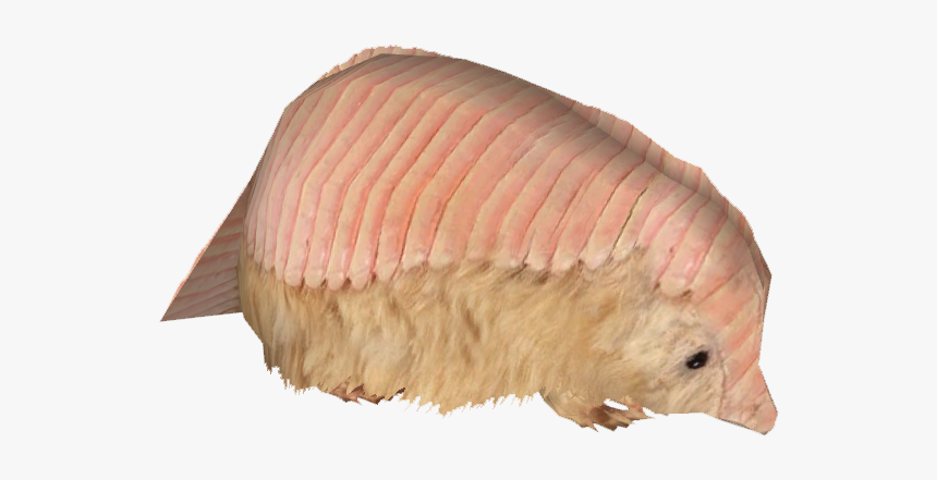 Pink Fairy Armadillo - Pink Fairy Armadillo Png, Transparent Png, Free Download