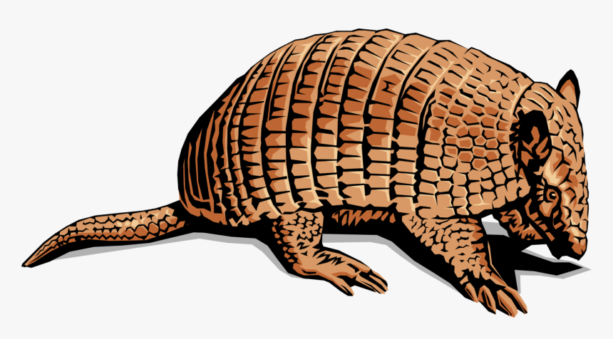 Vector Illustration Of Armadillo "little Armoured One - Animal Do Mexicans Look Like, HD Png Download, Free Download