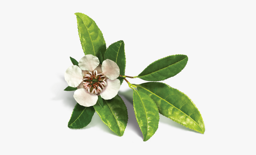 Tea Tree Oil, HD Png Download, Free Download