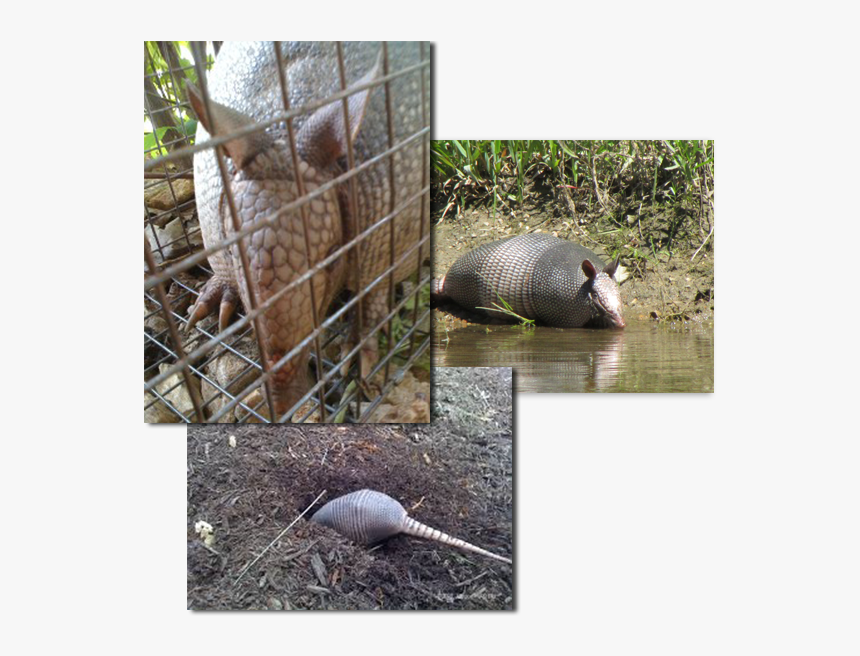 Armadillo, HD Png Download, Free Download