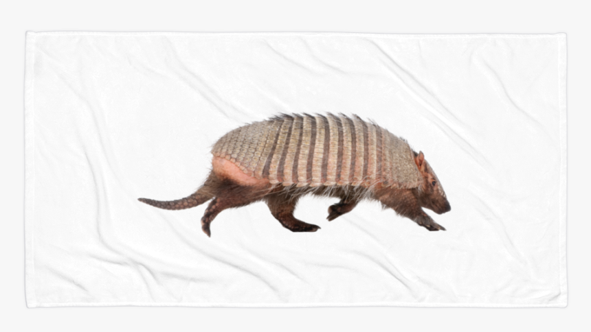 "
 Class="lazyload Lazyload Mirage Cloudzoom Featured - Madagascar Hissing Cockroach, HD Png Download, Free Download