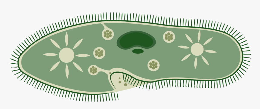 Biology, Microbiology, Microorganism, Paramecium - Class 8 Science Chapter 2 Images Of Microorganisms, HD Png Download, Free Download