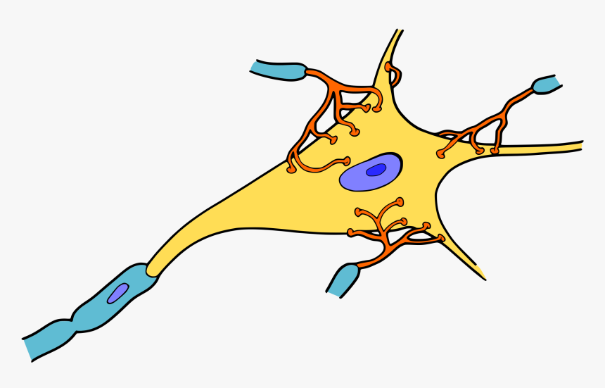 Biology, Brain, Cell, Medicine, Nerve, Neuron, Organism - Nerve Clipart, HD Png Download, Free Download