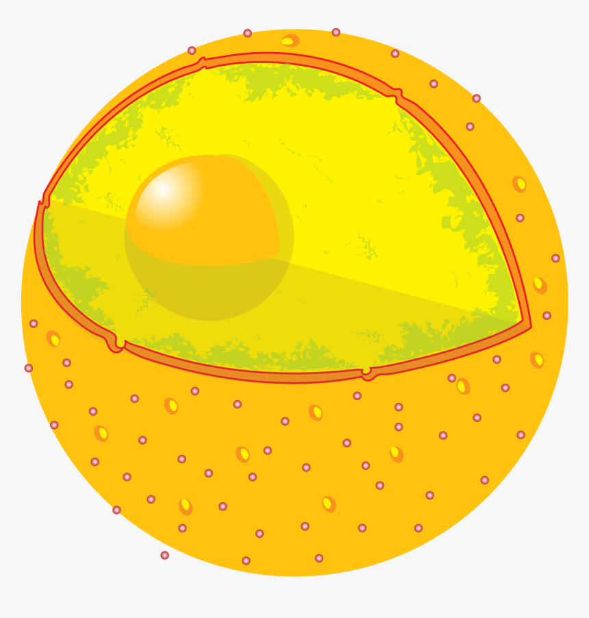 Cell Nucleus, HD Png Download, Free Download
