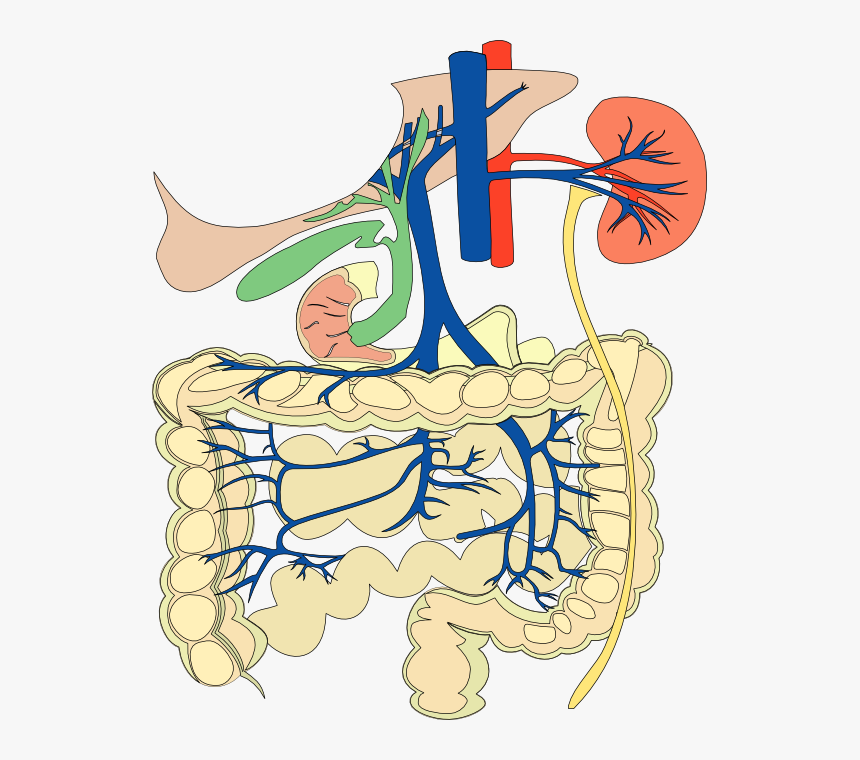 Organs Clipart Biological Science - Digestive And Cardiovascular Systems, HD Png Download, Free Download