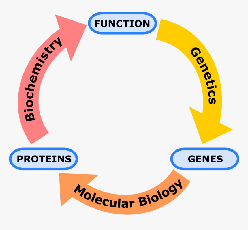 Genetics Meaning, HD Png Download, Free Download