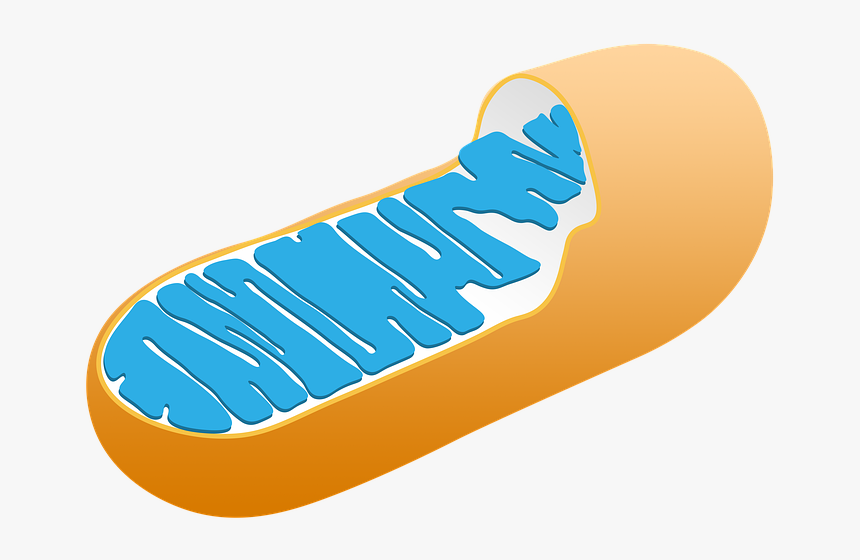 Mitochondria, Cell, Biology, Science, Structure - Animal Cell Mitochondria, HD Png Download, Free Download
