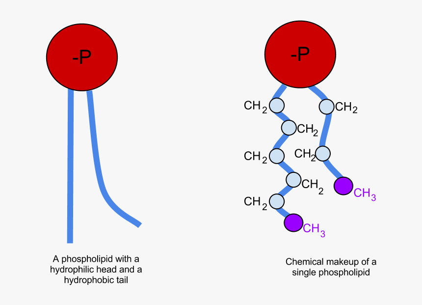 Phospholipid Chemicalmakeup - Phospholipid Definition, HD Png Download, Free Download