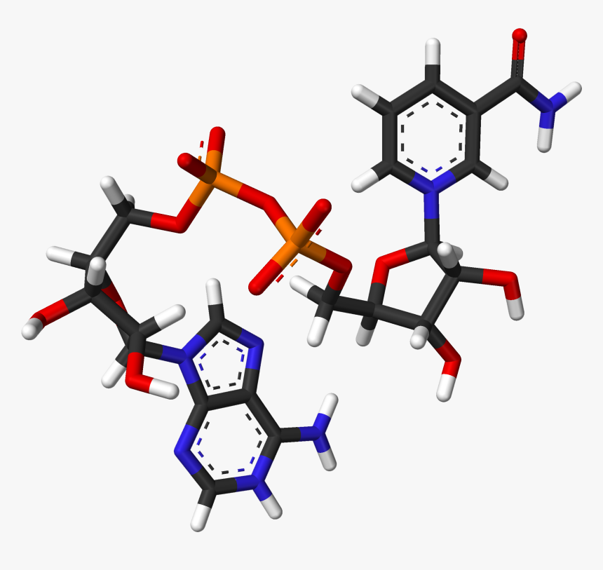Nad From Xtal 2003 3d Sticks - Nicotinamide Adenine Dinucleotide Nad, HD Png Download, Free Download