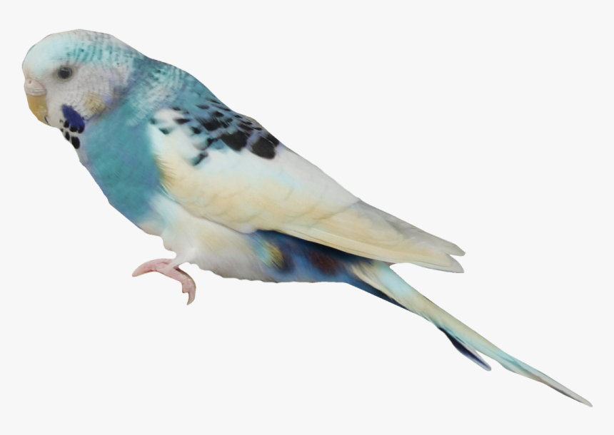 Aves Png Free Download - Волнистый Попугай Пнг, Transparent Png, Free Download