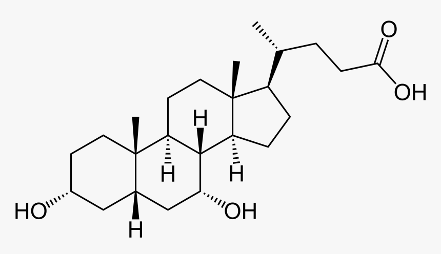 File Chenodeoxycholic Wikimedia Commons Transparent - Chenodeoxycholic Acid Structure, HD Png Download, Free Download