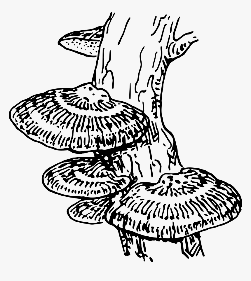 Fungi At Getdrawings Com, HD Png Download, Free Download