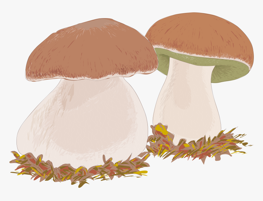 Graphic Free Library Boletus Edulis Edible Mushroom, HD Png Download, Free Download