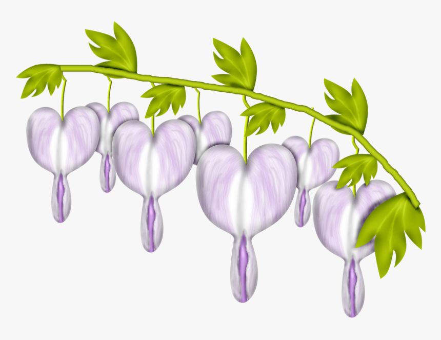 Bleeding Heart Png, Transparent Png, Free Download