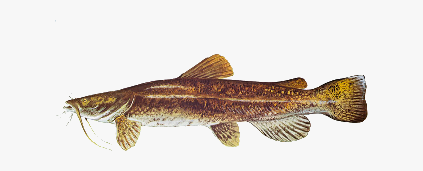 Catfish Png, Transparent Png, Free Download