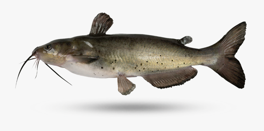 Catfish, HD Png Download, Free Download