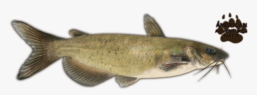 Catfish Png, Transparent Png, Free Download