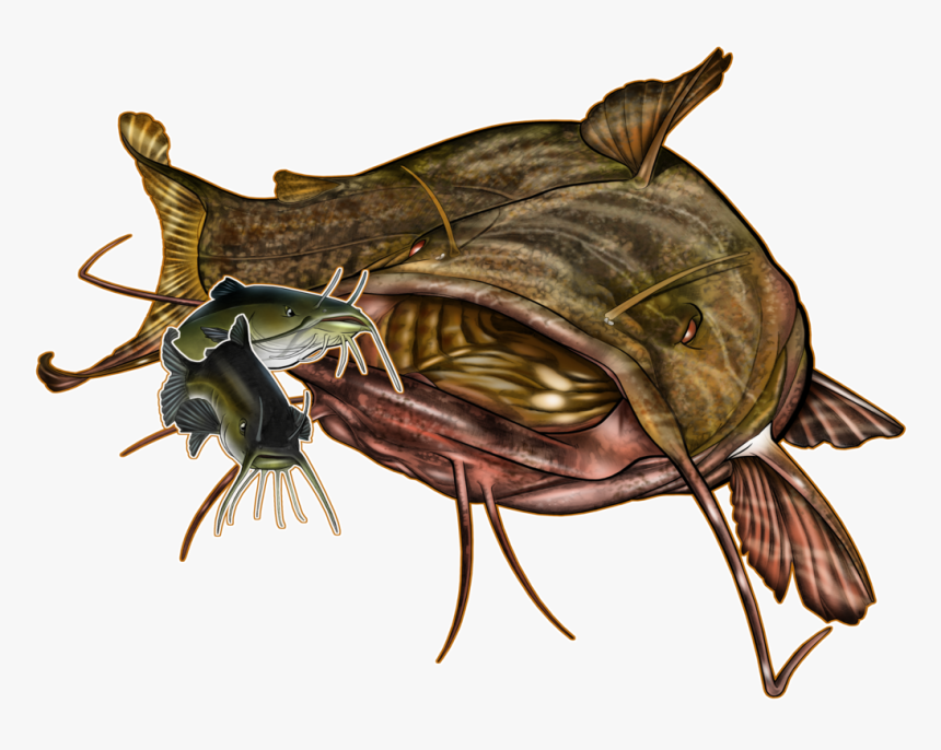 Images Of Flathead Catfish Drawing , Png Download, Transparent Png, Free Download