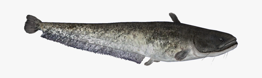 Catfishwels Hendrix, HD Png Download, Free Download