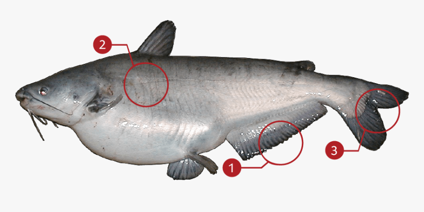 Catfish Png, Transparent Png, Free Download