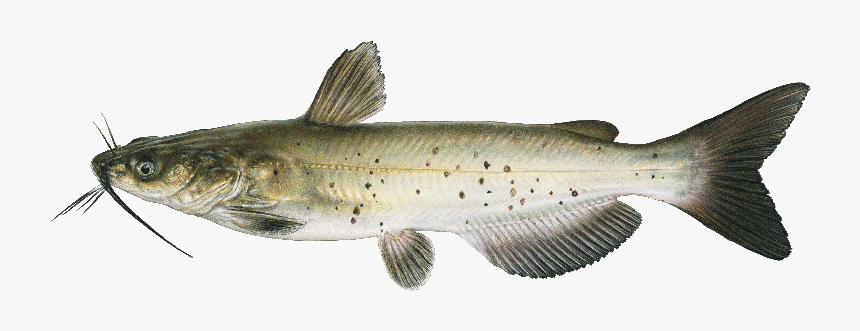 Joseph Tomelleri Channel Catfish, HD Png Download, Free Download