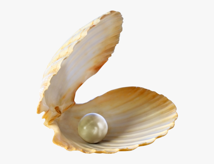 Transparent Shells Png, Png Download, Free Download