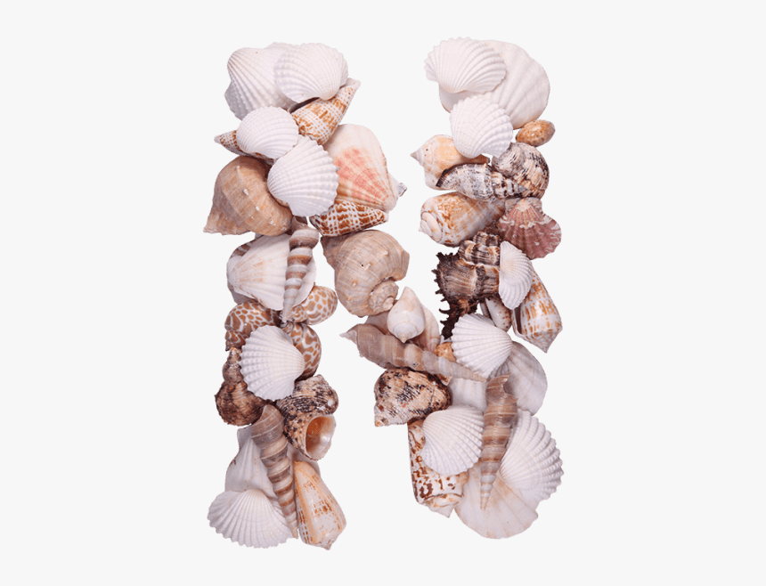 Shells Png, Transparent Png, Free Download