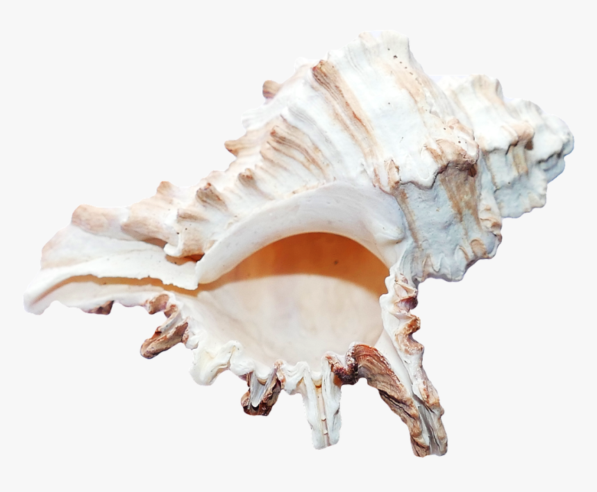 Shells Png, Transparent Png, Free Download