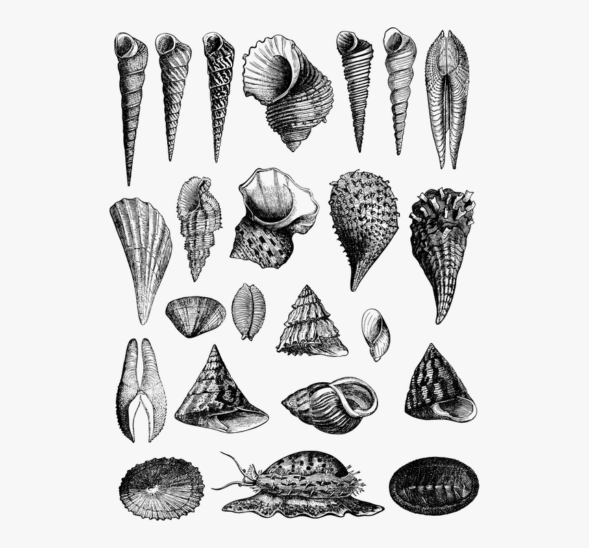 Sea Shells, Shells, Vintage, Line Art, Retro, Antique, HD Png Download, Free Download