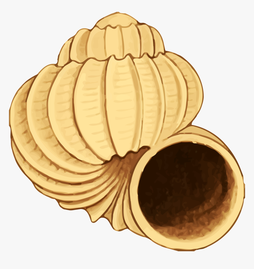 Twisting Conch Shell Vector Clipart Image, HD Png Download, Free Download