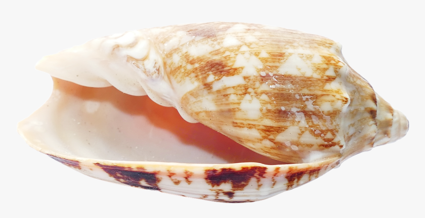 Shells Png, Transparent Png, Free Download