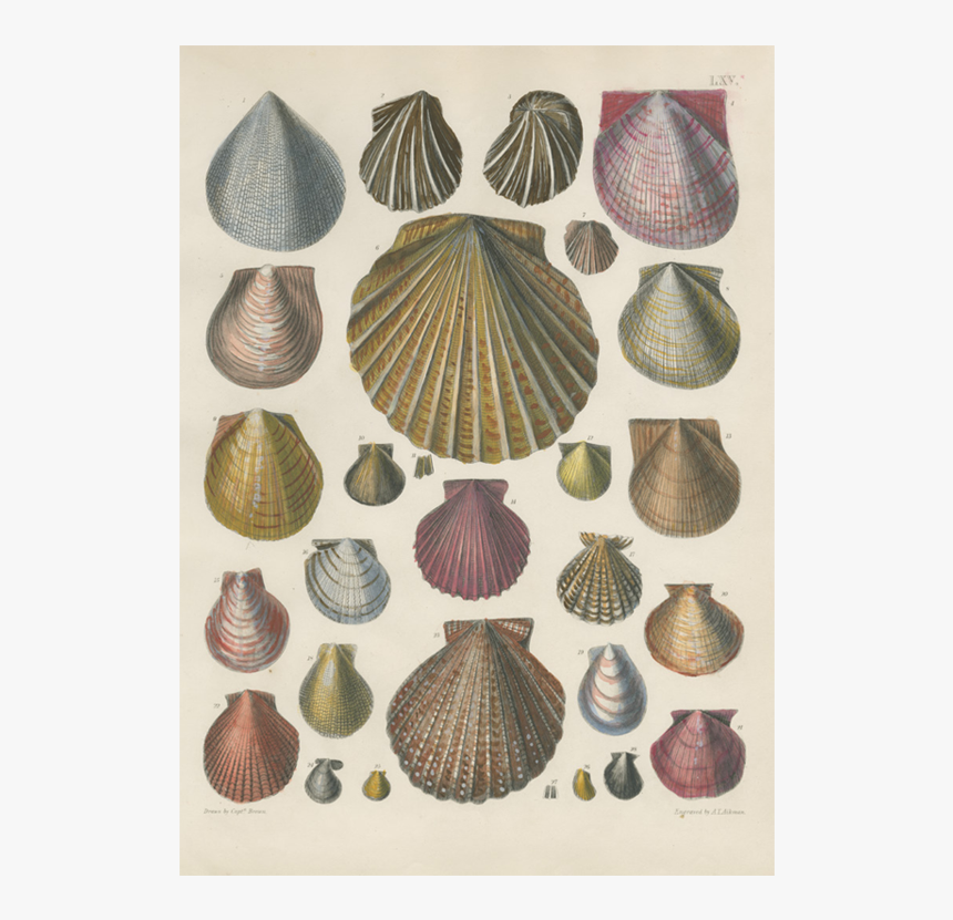 Shells Png, Transparent Png, Free Download