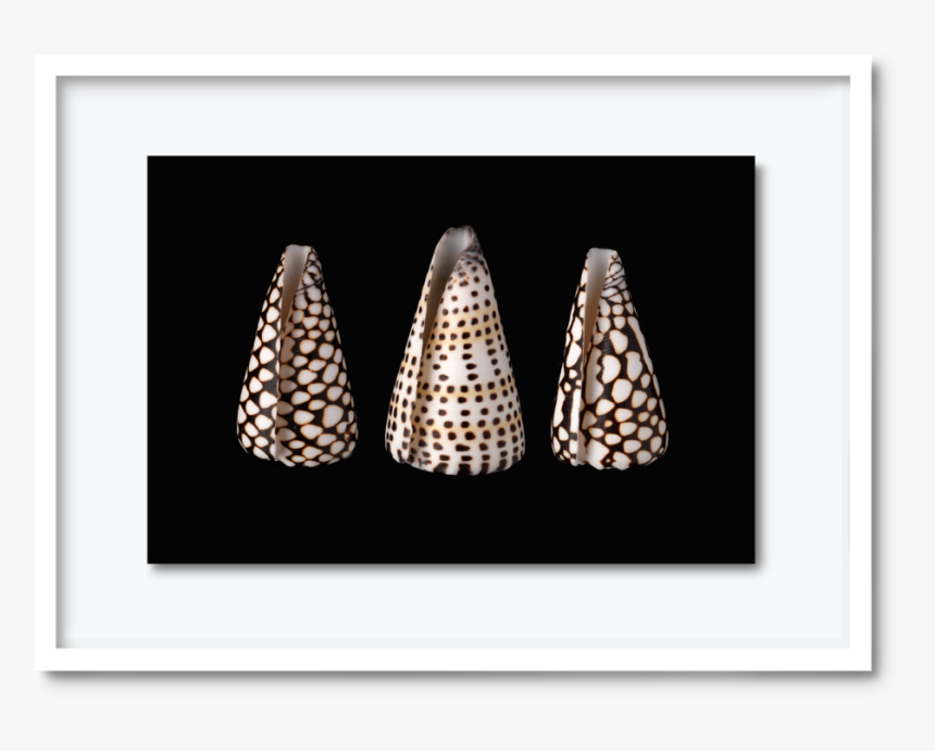 53 - Dav#pearce-shells, HD Png Download, Free Download