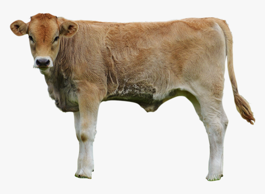 Cows Png, Transparent Png, Free Download