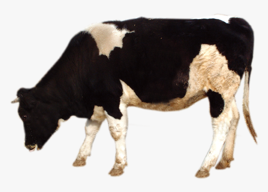 Clip Art Images Of Cows, HD Png Download, Free Download
