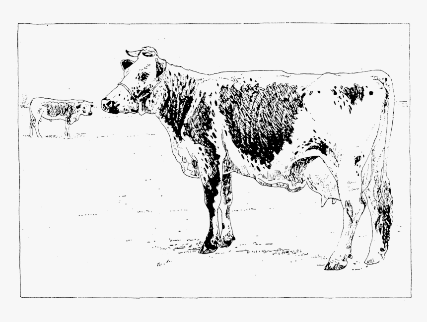 Lineback Cattle, HD Png Download, Free Download