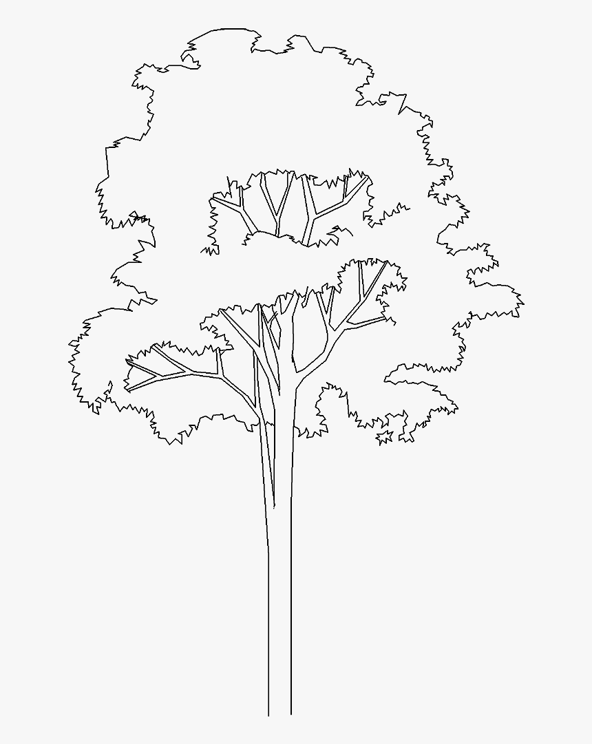 Arboles De Cad Png , Png Download - Plane-tree Family, Transparent Png, Free Download