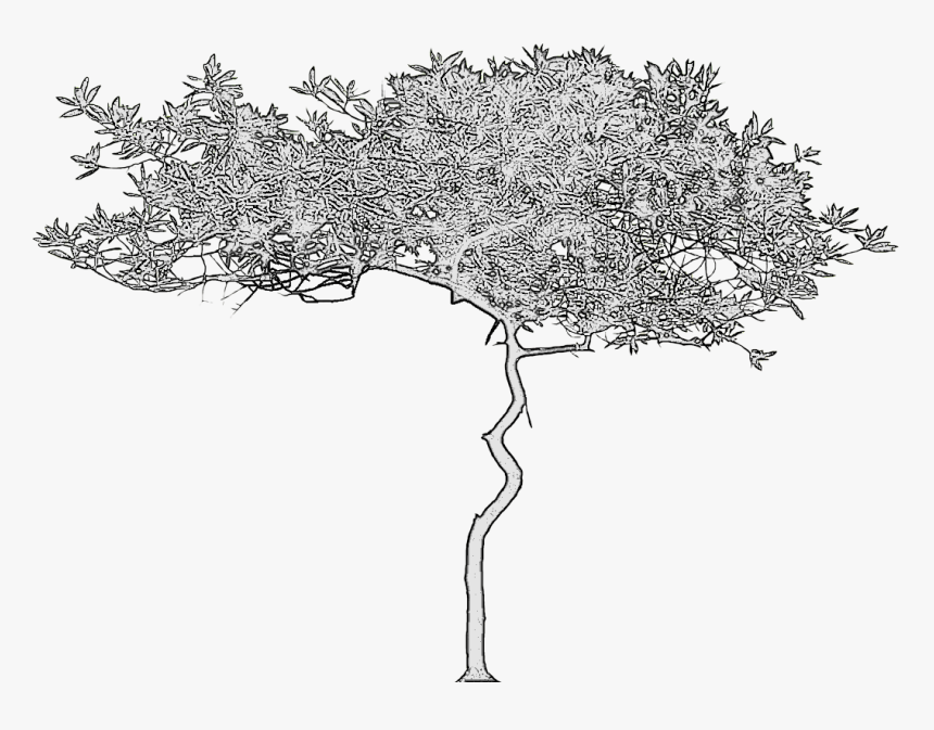 Acacia Tree Cad Block - Cad Block Grape Vine, HD Png Download, Free Download