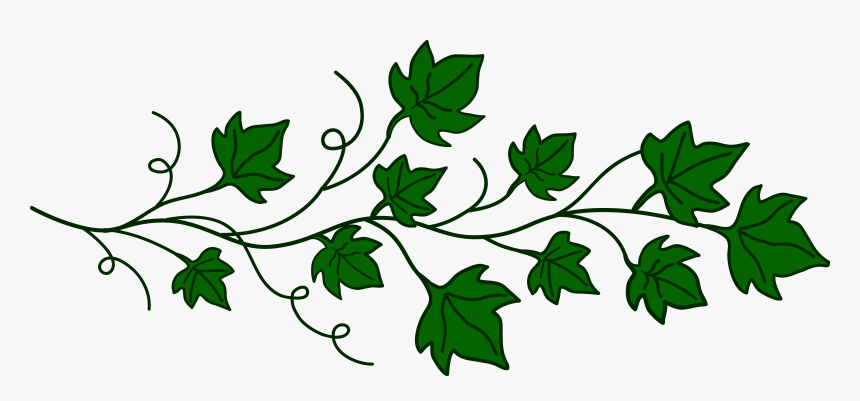 Vines Clipart Png Transparent Images - Ivy Leaves Drawing, Png Download, Free Download