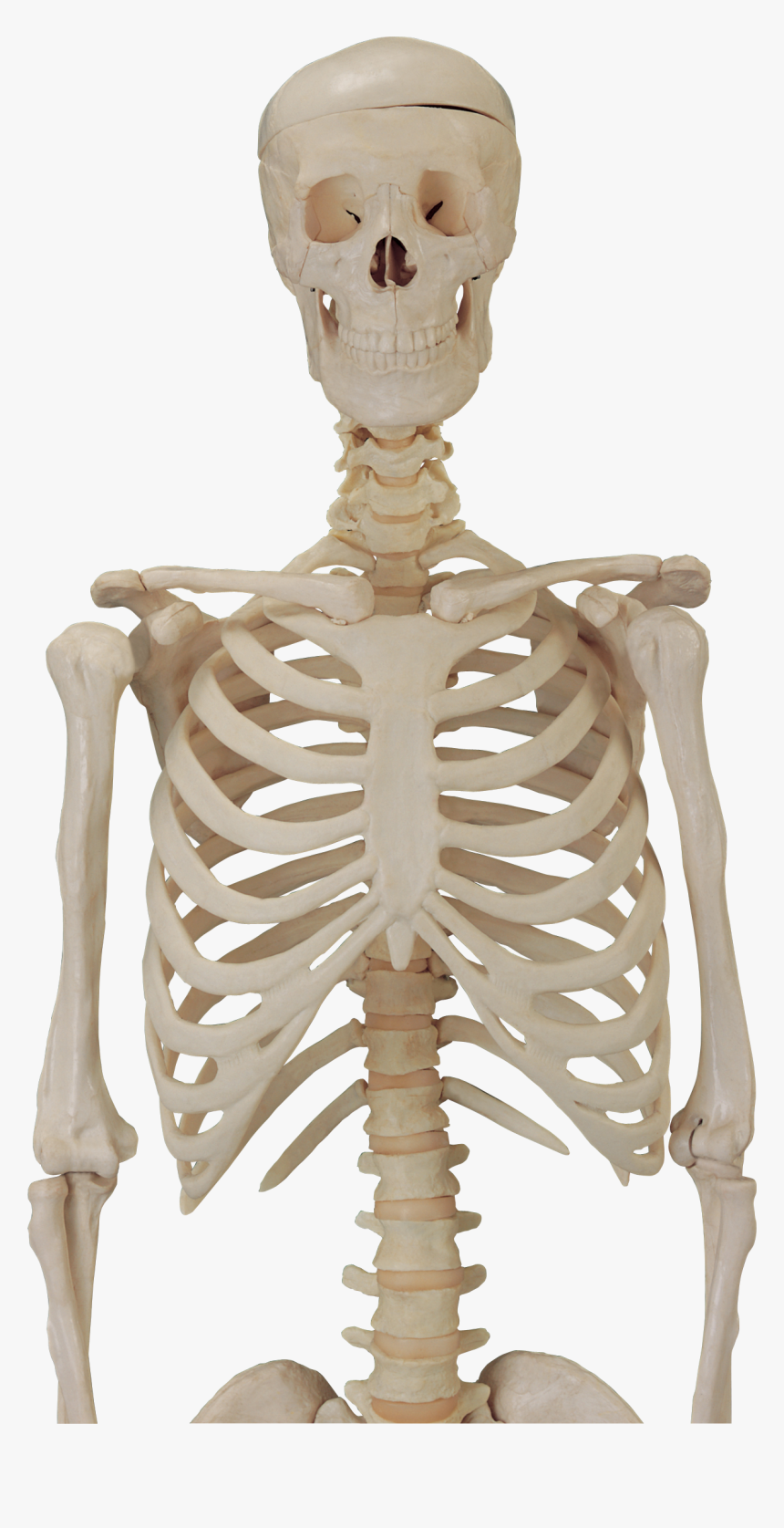 Skeleton Hd Png Transparent Skeleton Hd Images - Skeleton Body Png, Png Download, Free Download