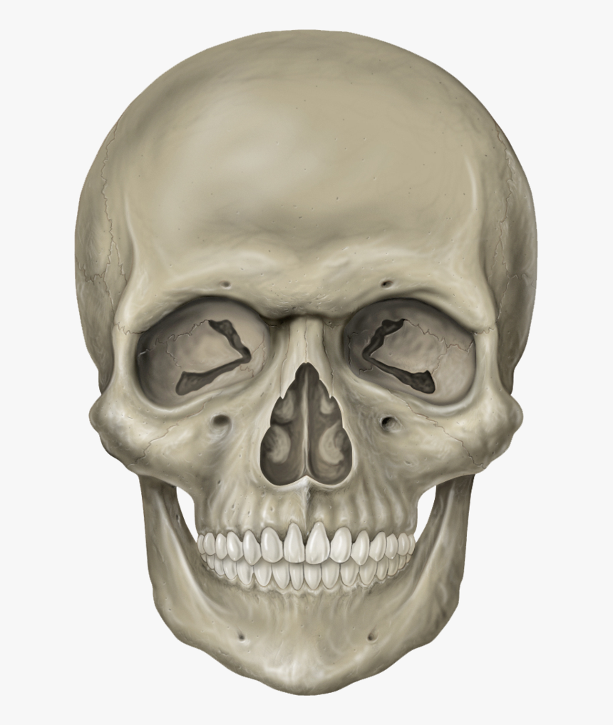 Skull Transparent File - Skull Head, HD Png Download, Free Download