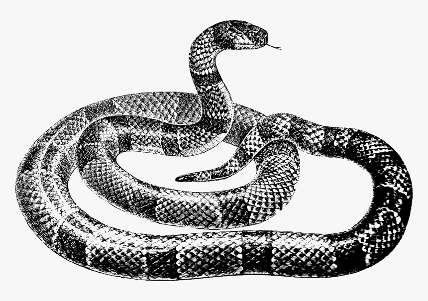 Black And White Snake Png , Transparent Cartoons - Black And White Snake Png, Png Download, Free Download