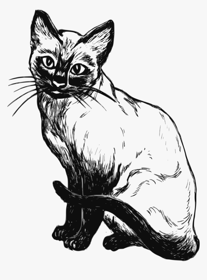 Desenho De Gato Siames, HD Png Download, Free Download