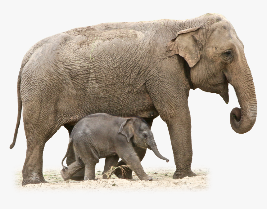 Mother And Baby Elephant - Elephant Transparent, HD Png Download, Free Download