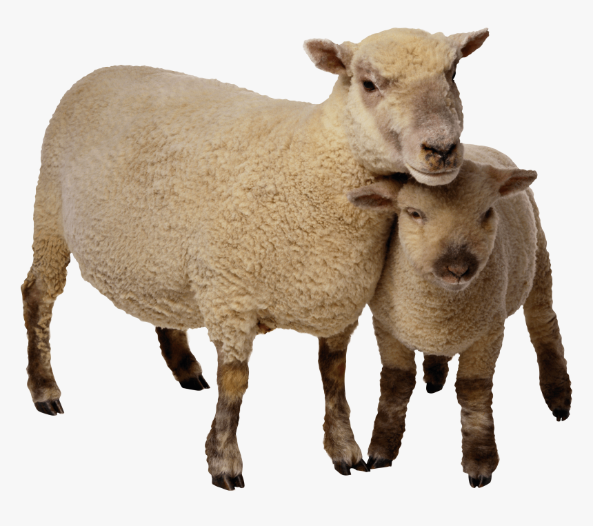 Sheep Mother And Baby - Sheep Png, Transparent Png, Free Download