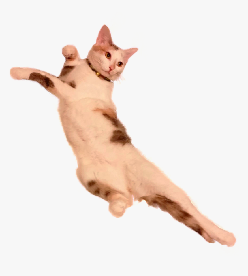Cat Laying Down Png, Transparent Png, Free Download