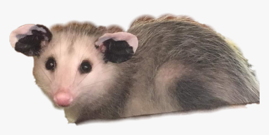 Virginia Opossum , Png Download - Opossum Png, Transparent Png, Free Download