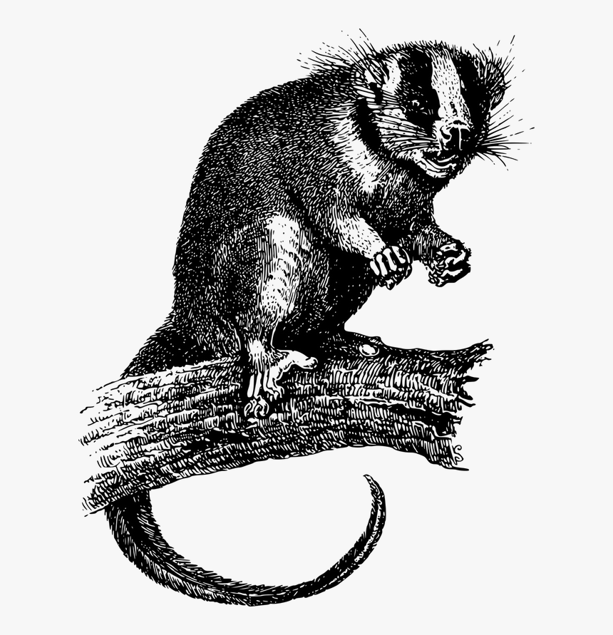 Animal-1299018 1280 - Vector Possum, HD Png Download, Free Download