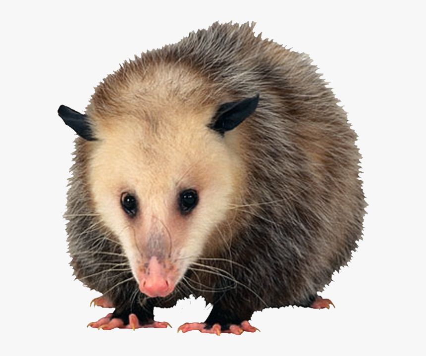 Tucker Once Mistook The Possum For His Late Sister - Opossum Png, Transparent Png, Free Download